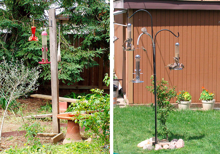 Essential Bird Feeding Tips Avian Report