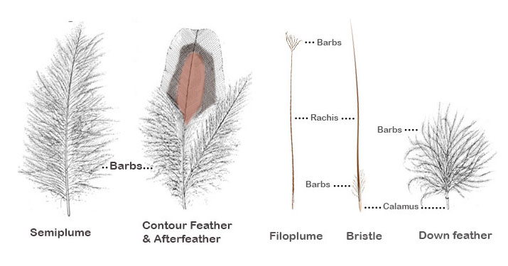 types of down feathers